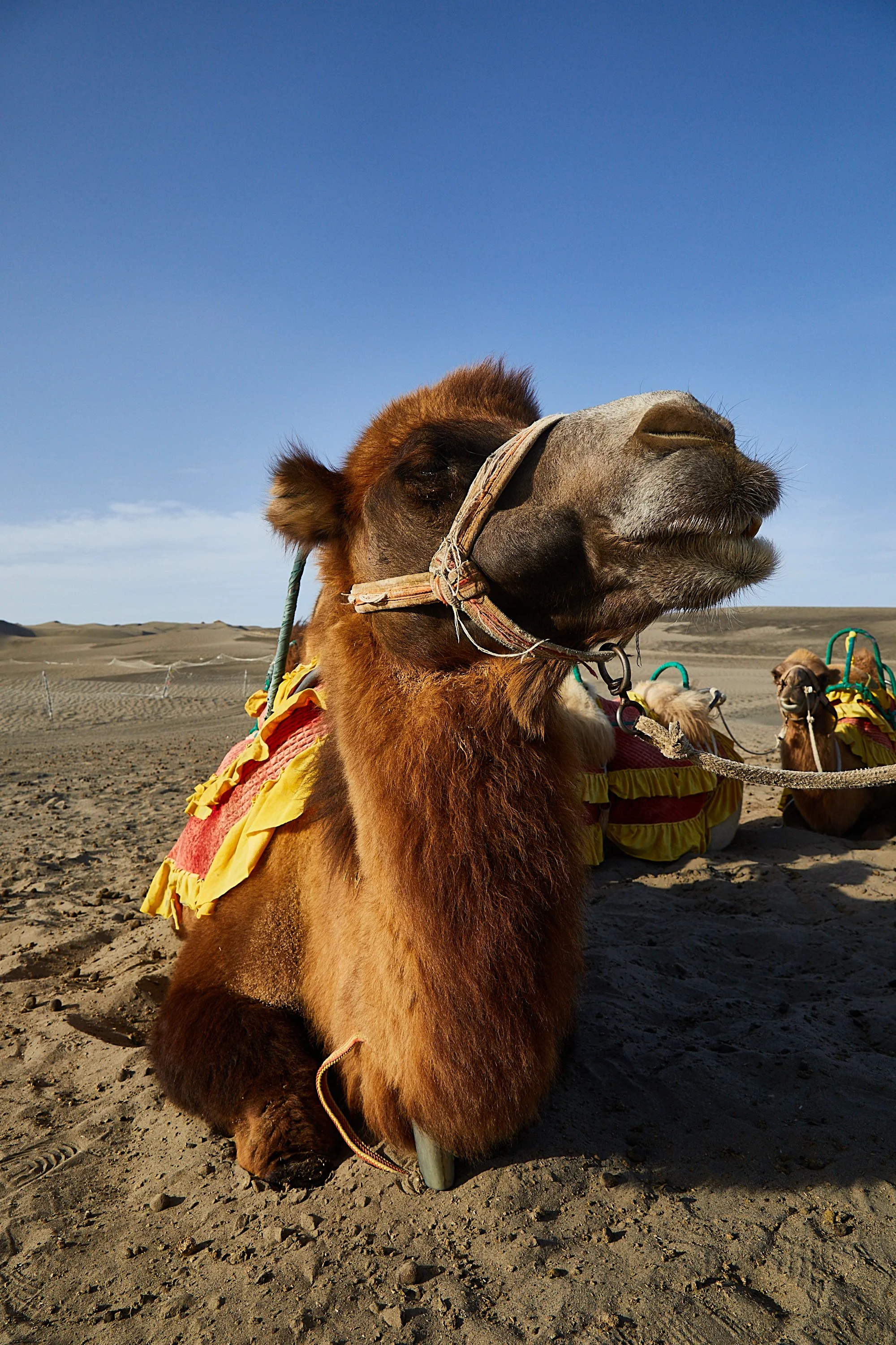 BPHL_XINJIANG_2026_09_11_0696.jpg