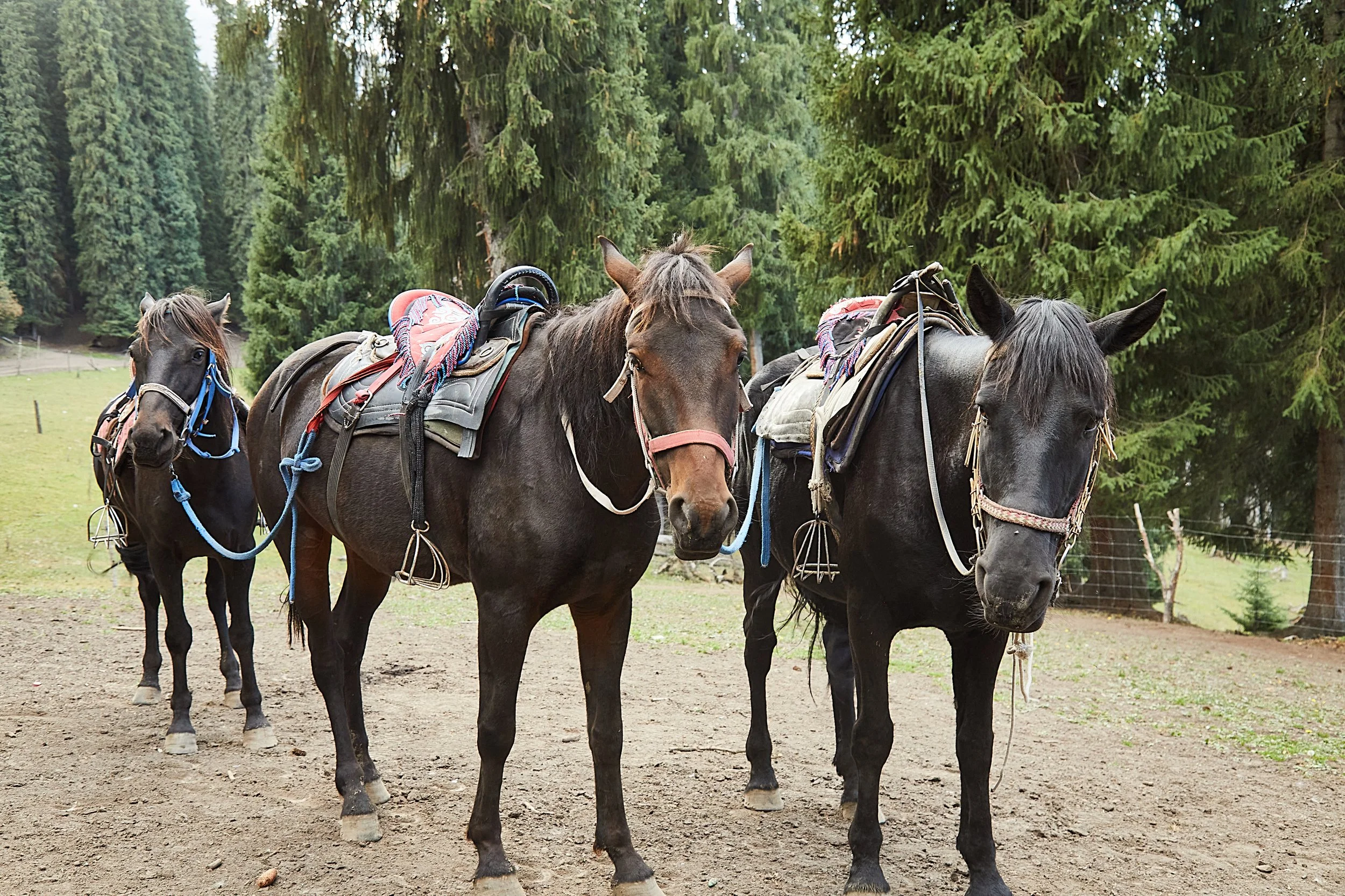 BPHL_XINJIANG_2026_09_11_0720.jpg