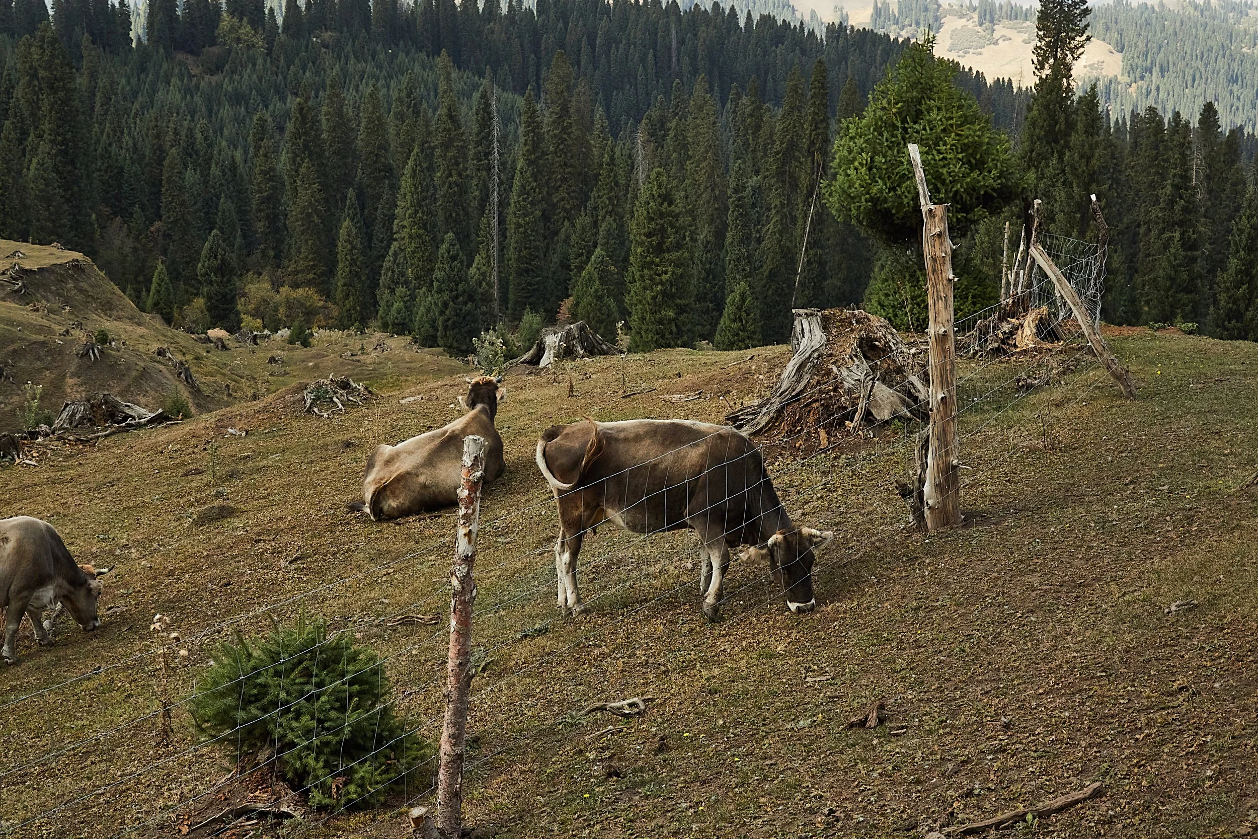 BPHL_XINJIANG_2026_09_11_0734.jpg