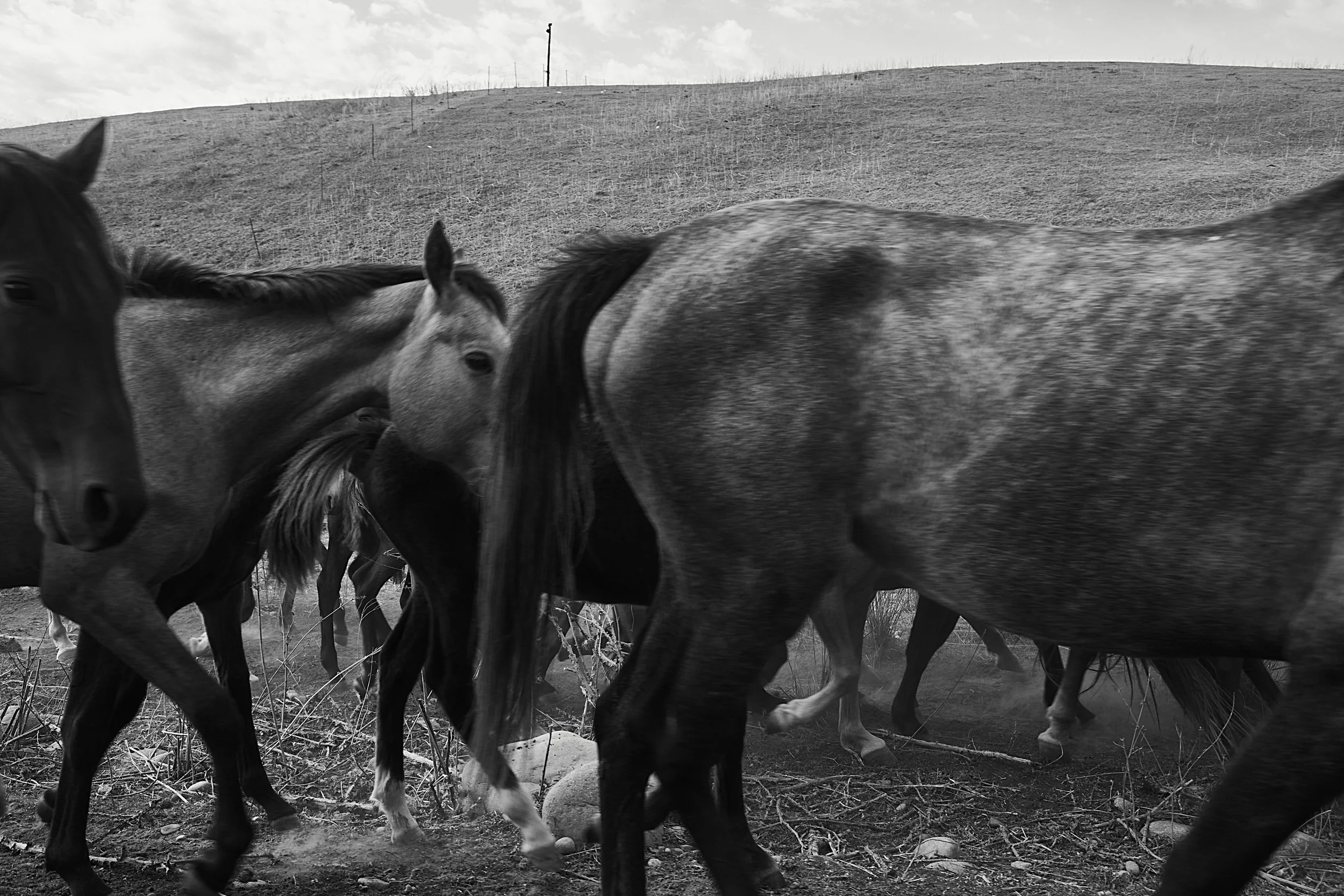 BPHL_XINJIANG_2026_09_11_0766.jpg