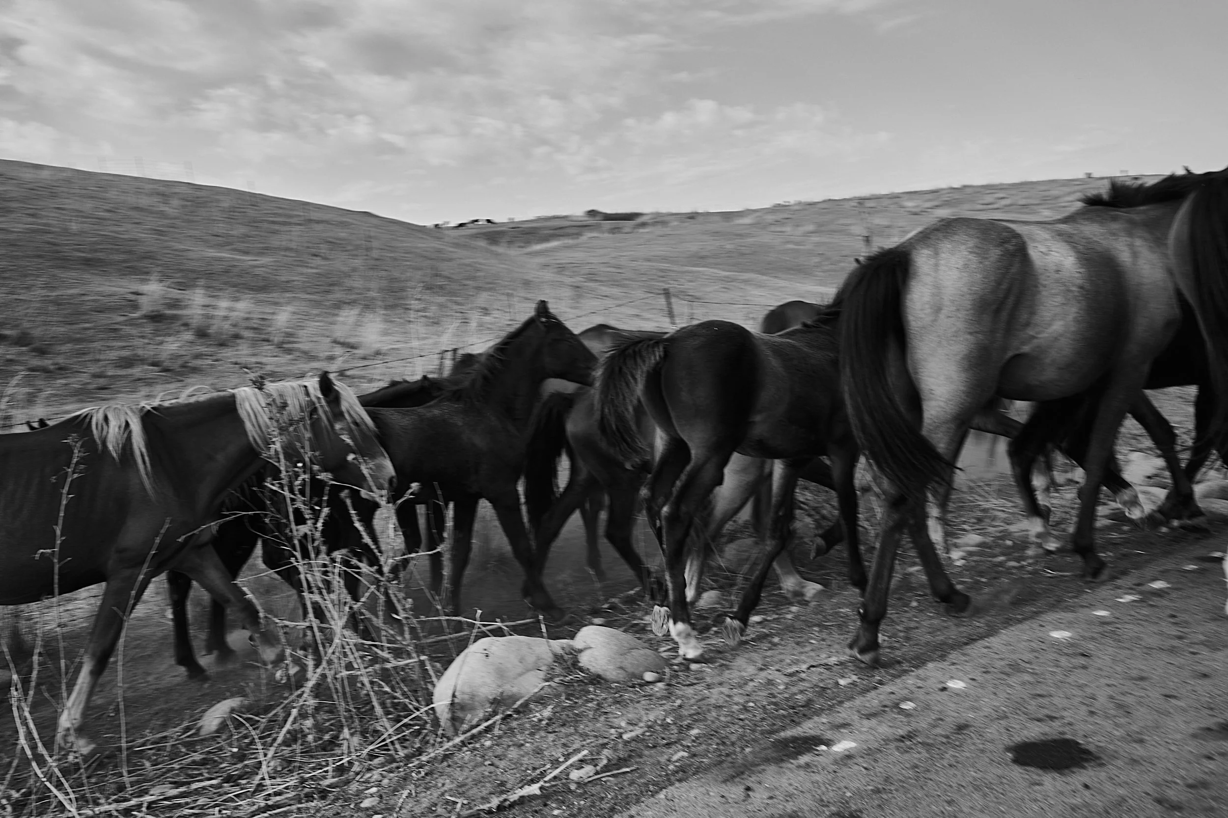 BPHL_XINJIANG_2026_09_11_0767.jpg