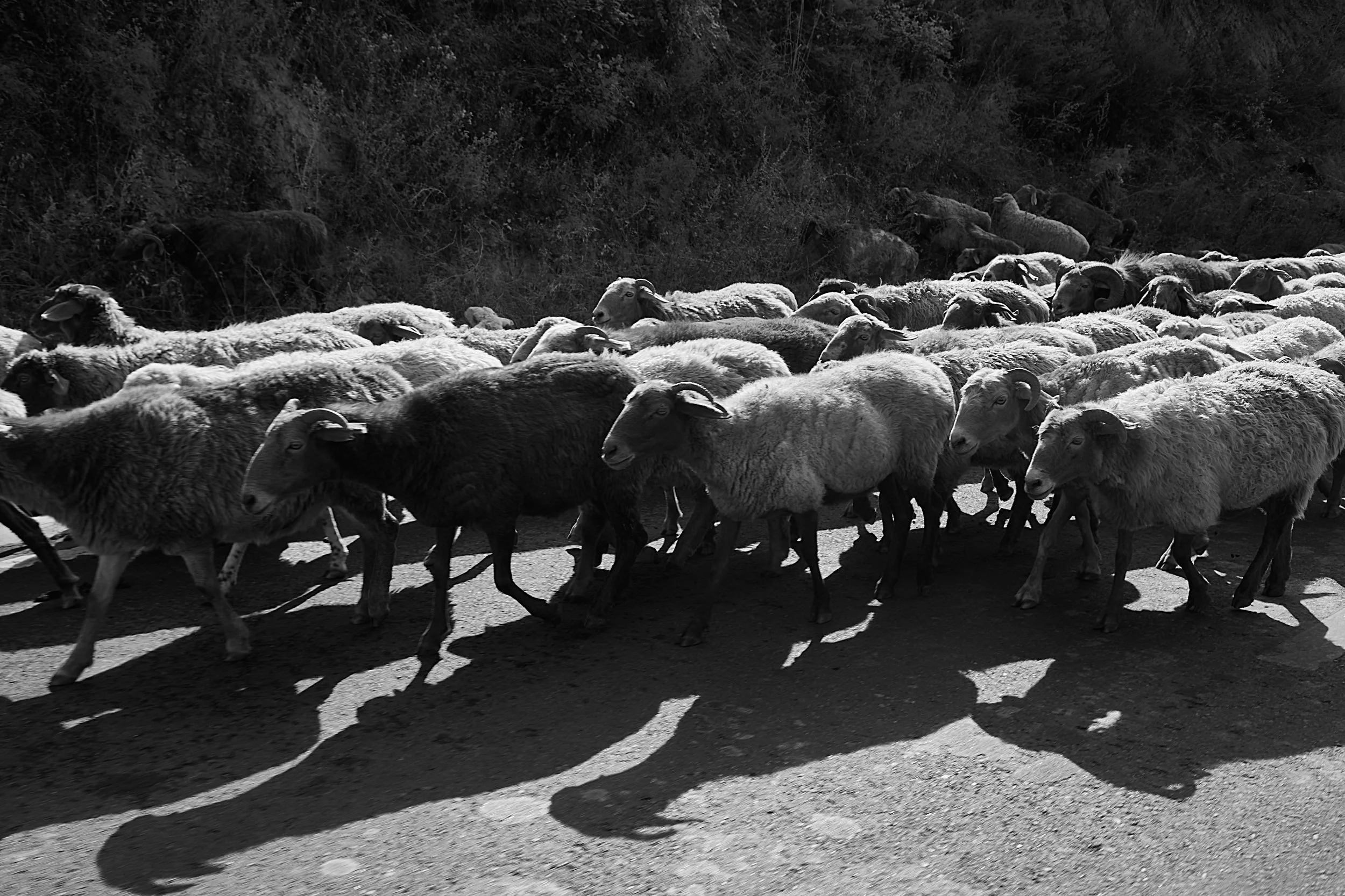 BPHL_XINJIANG_2026_09_11_0771.jpg
