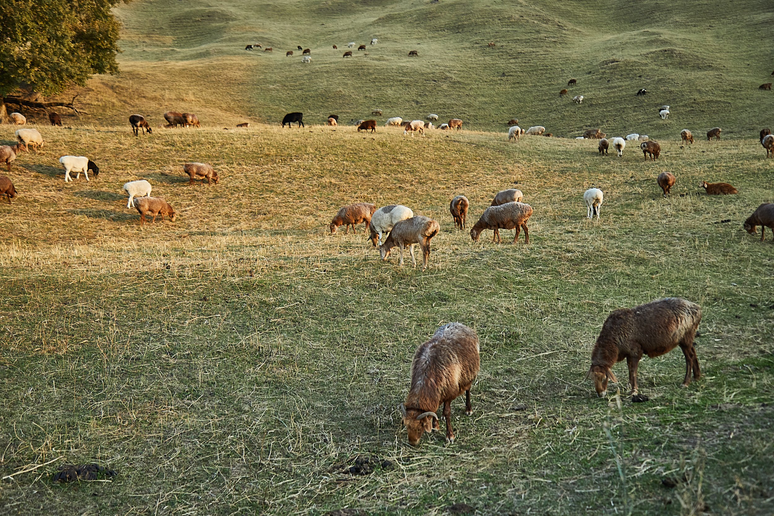 BPHL_XINJIANG_2026_09_11_0798.jpg