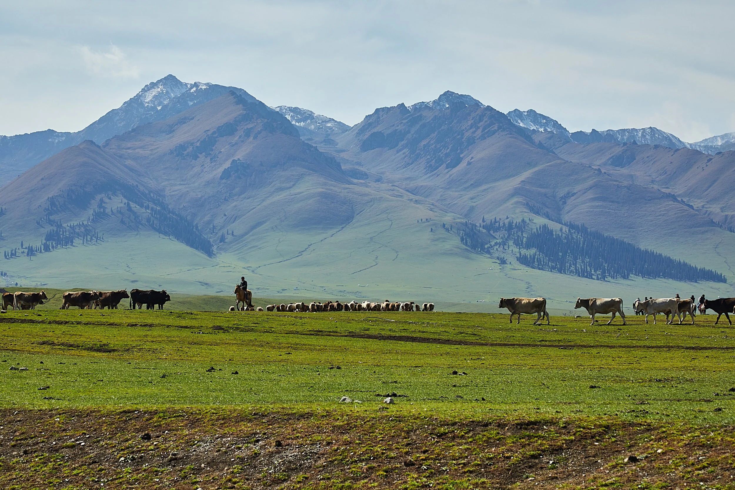 BPHL_XINJIANG_2026_09_11_0800.jpg