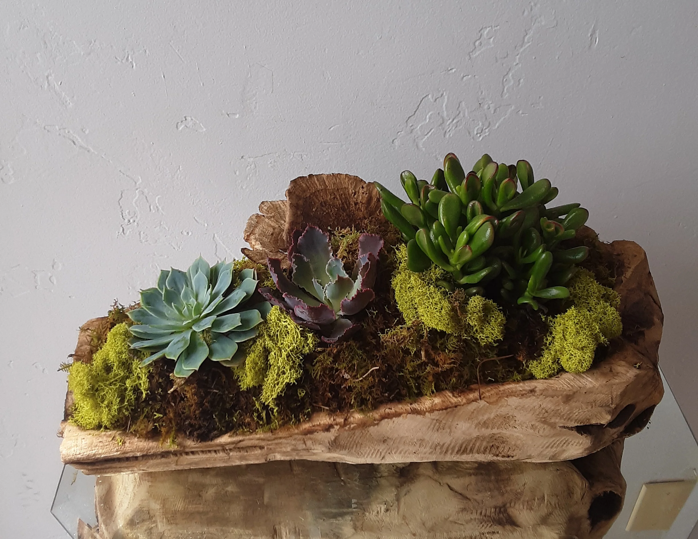 #127 succulents fairyland