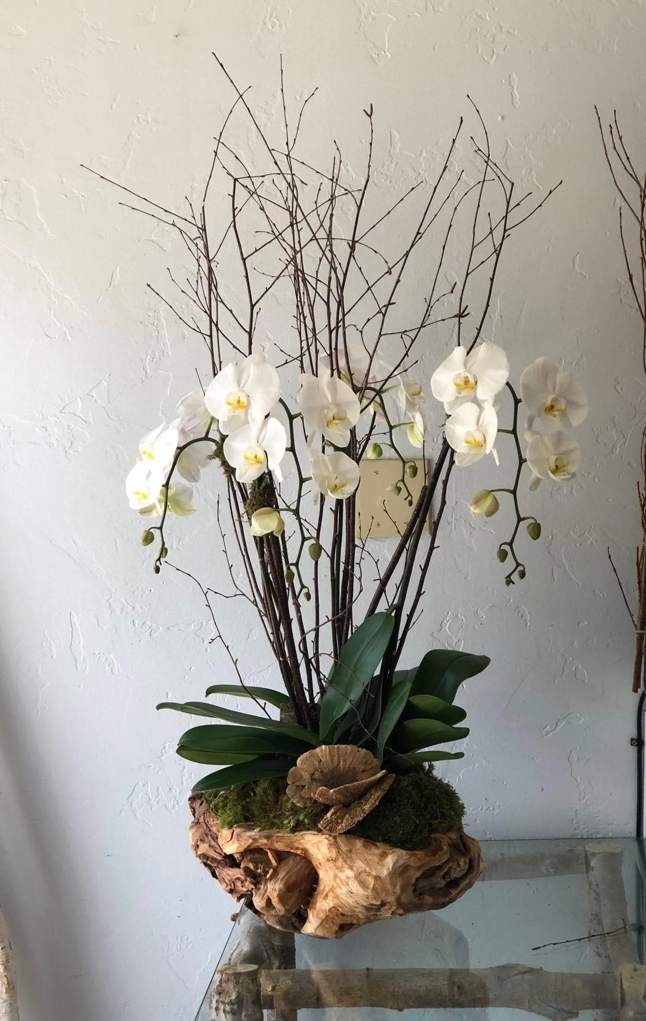 #148 Fabulous Premiums Orchid Plants!