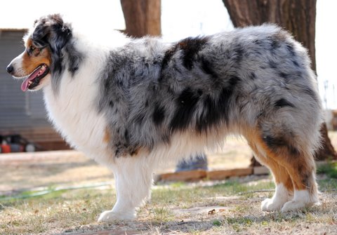 Blu (10).jpg