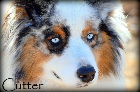 Cutter (19).jpg