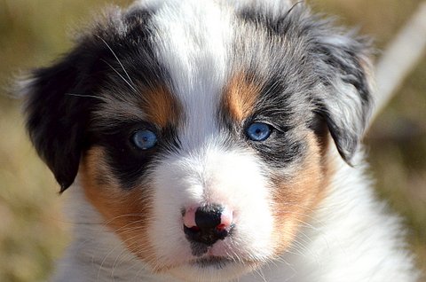 Cutter / Lucy | Blue Merle Male | December 2017