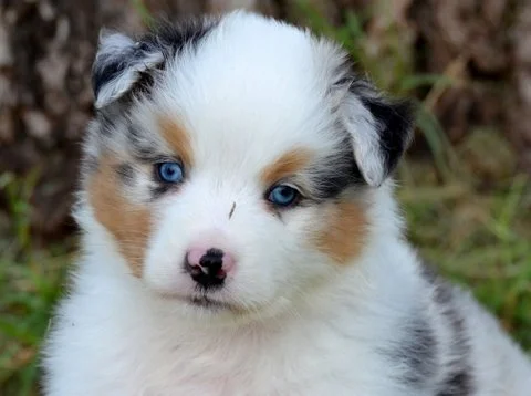 Cutter / Spark | Blue Merle Male | June 2017