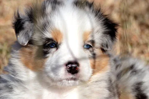 Blu - Taylor Blue Merle Boy January 2017