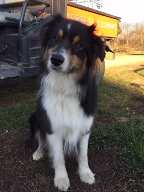 Addie2015.jpg