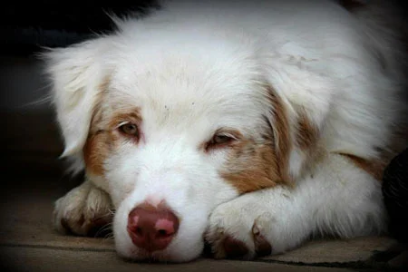 A Grit & Roxy Red Merle 'Clyde' lovin his life with Barb and 'Jackson' in Pennsylvania.