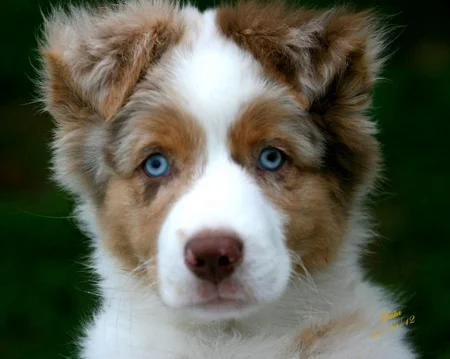 Tonka | Blu / Jenny | Red Merle Boy