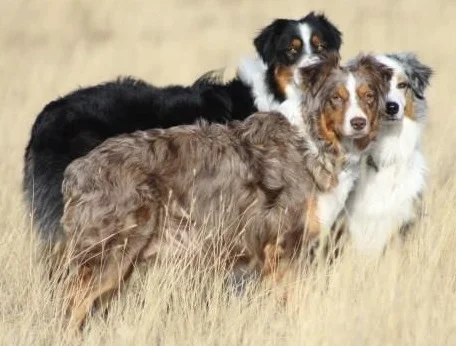 Kelly's Awesome Aussies