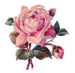10b2bbf830cfd595f4bb24a048eab3d1_victorian-rose-drawing-clipartxtras-victorian-rose-drawing_340-270.jpeg