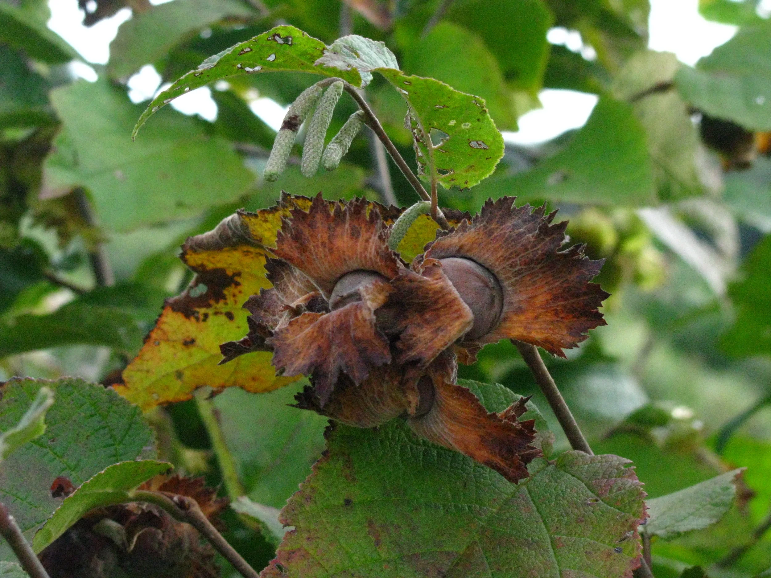 Hazelnut close up.JPG