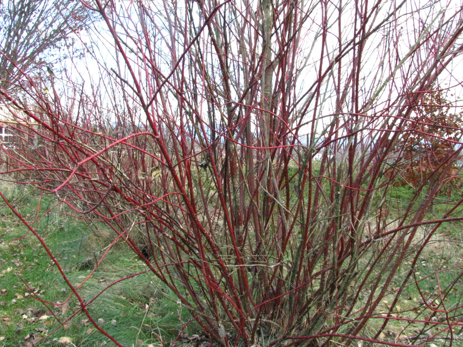 Dogwood Shrub Silver Run Forest Farm