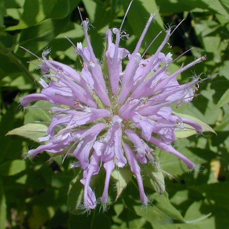 wld_bergamot3.jpg