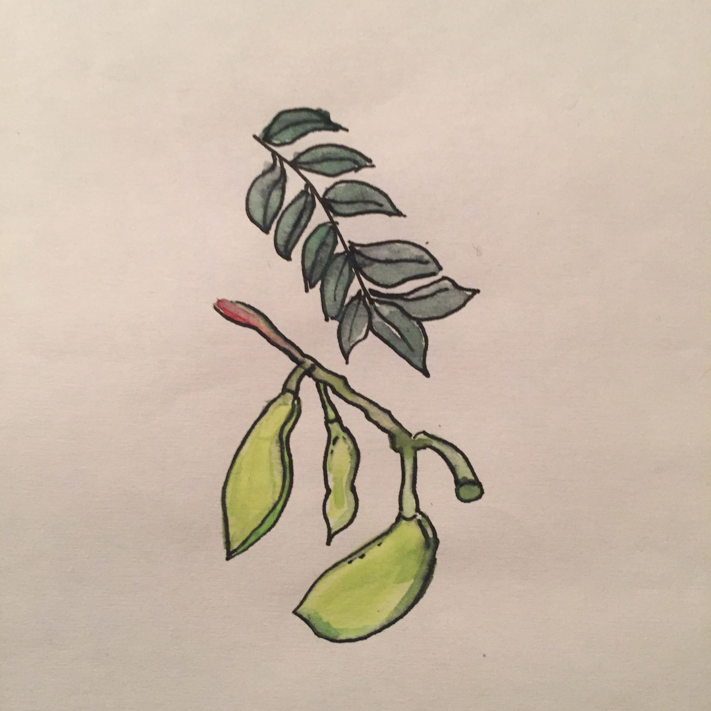 Kentucky Coffeetree