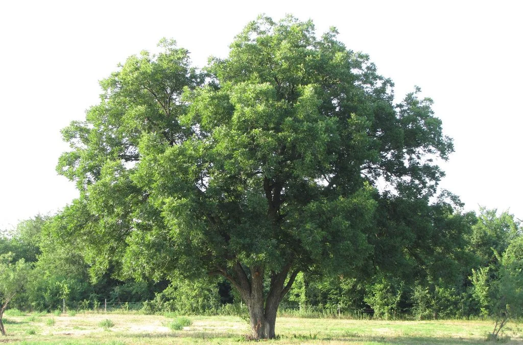 pecan 2.jpg