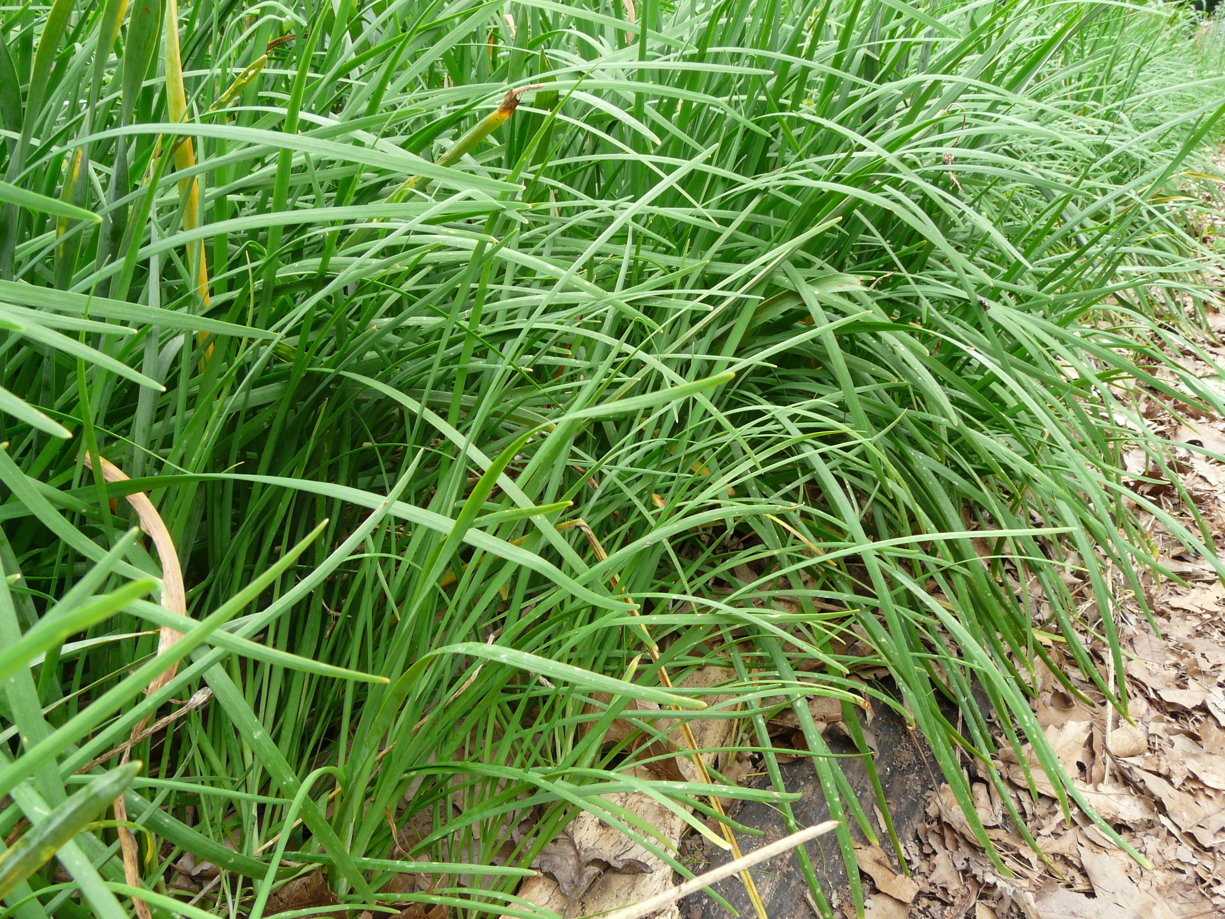 Garlic Chives — Silver Run Forest Farm