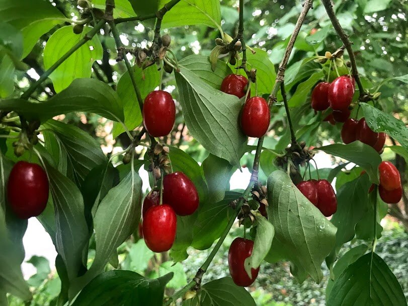 Cornelian Cherry  Silver Run Forest Farm