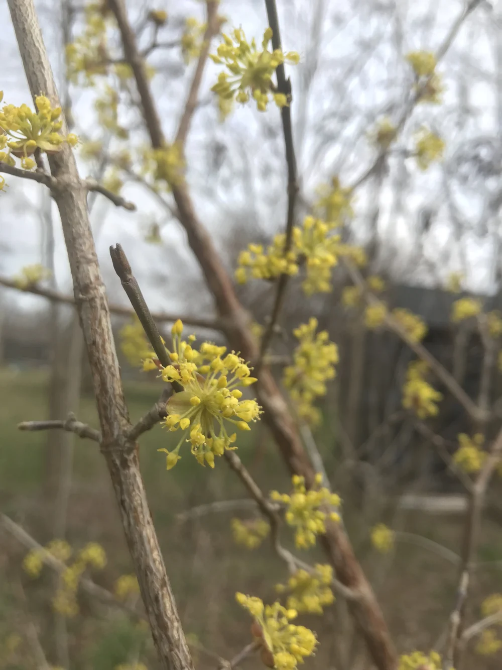 Cornelian Cherry  Silver Run Forest Farm