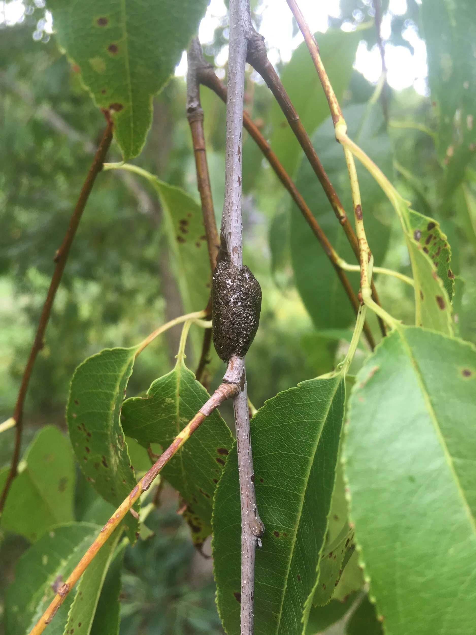 CCD91947-C172-4CD7-9371-3237C50BBAB9