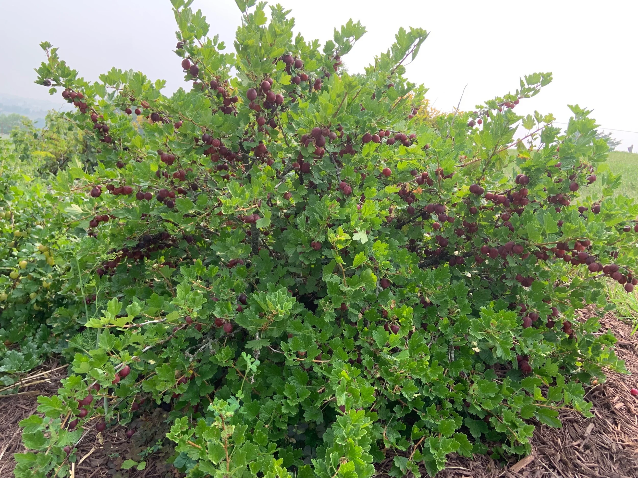 5E689E06-6238-45C9-B91E-244AC7C79E3E