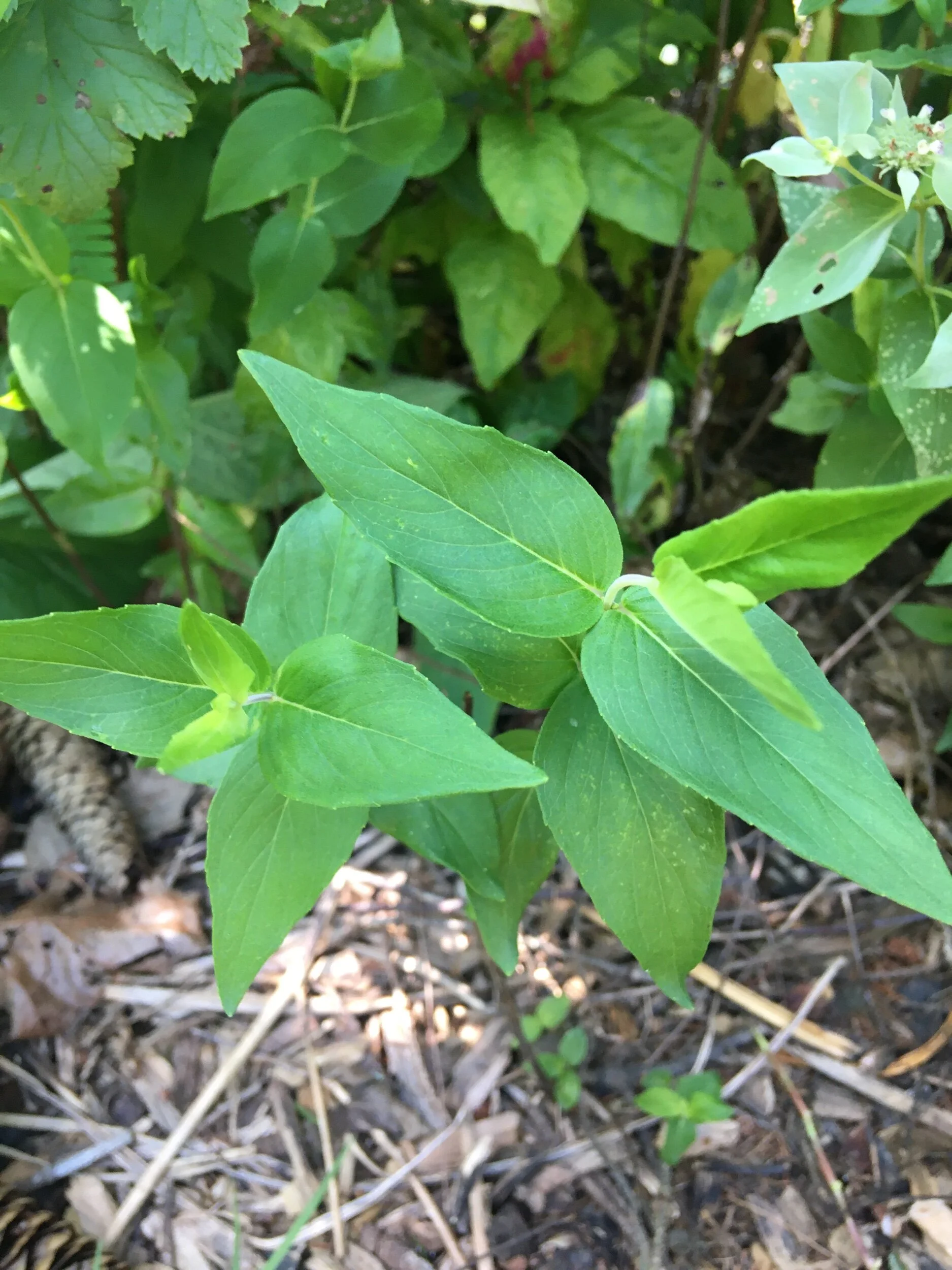 BBF4D275-7927-4E7B-89C7-550C2FB37406