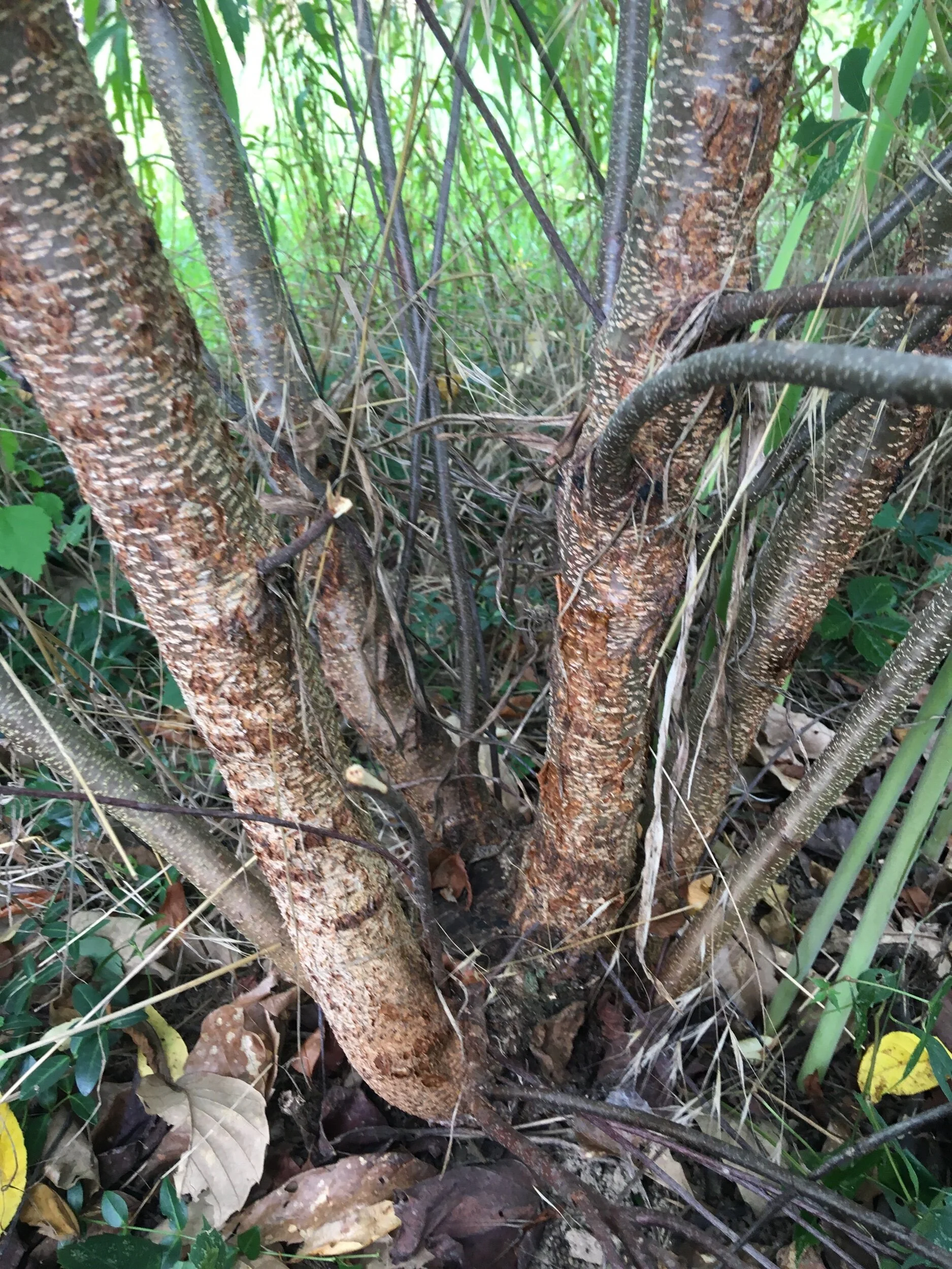 1AFB06C7-5ACB-4BB0-9FC1-6B6784C5349D