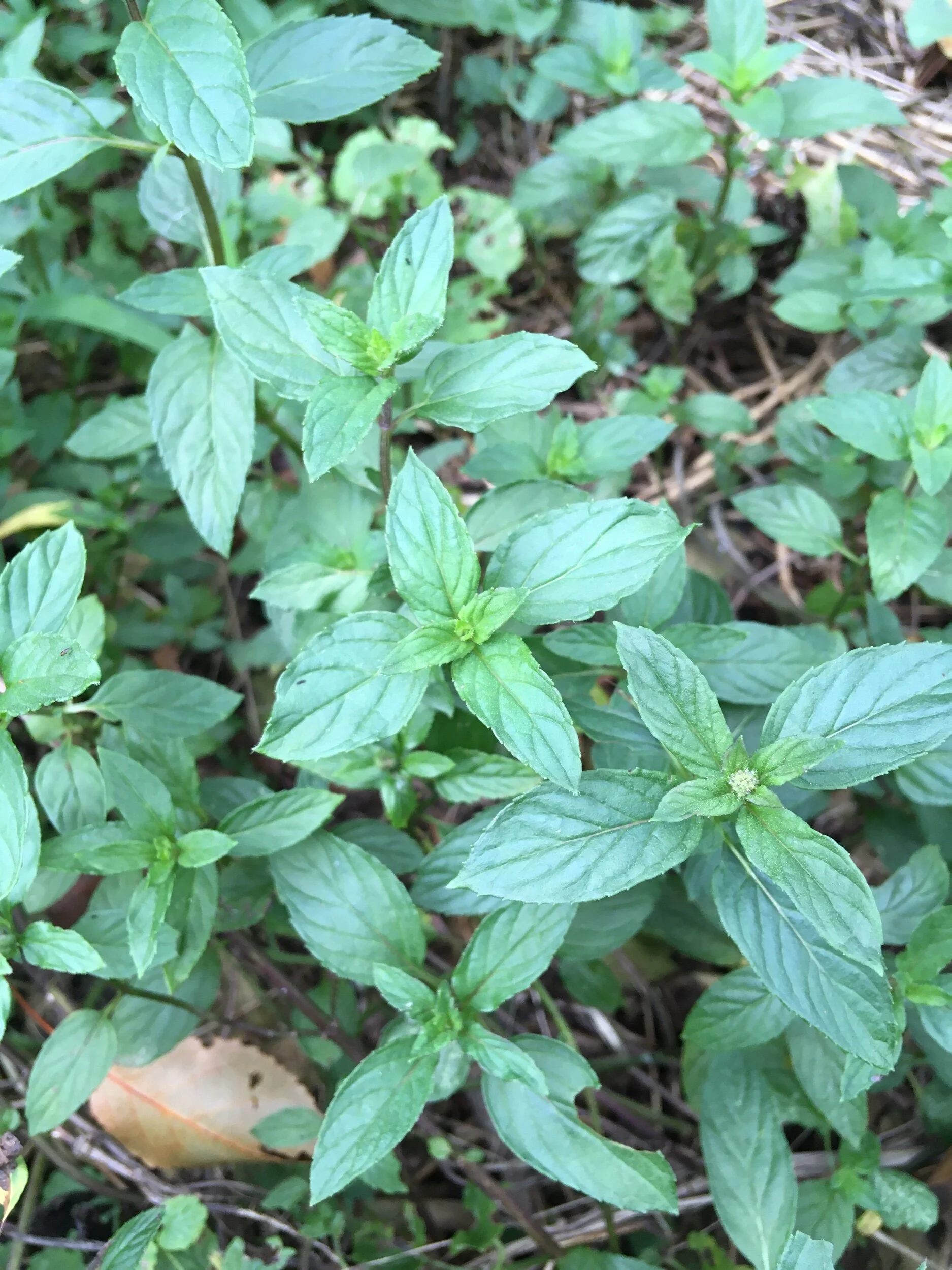 F070591A-72E6-4C09-8726-7DA06CC099CF