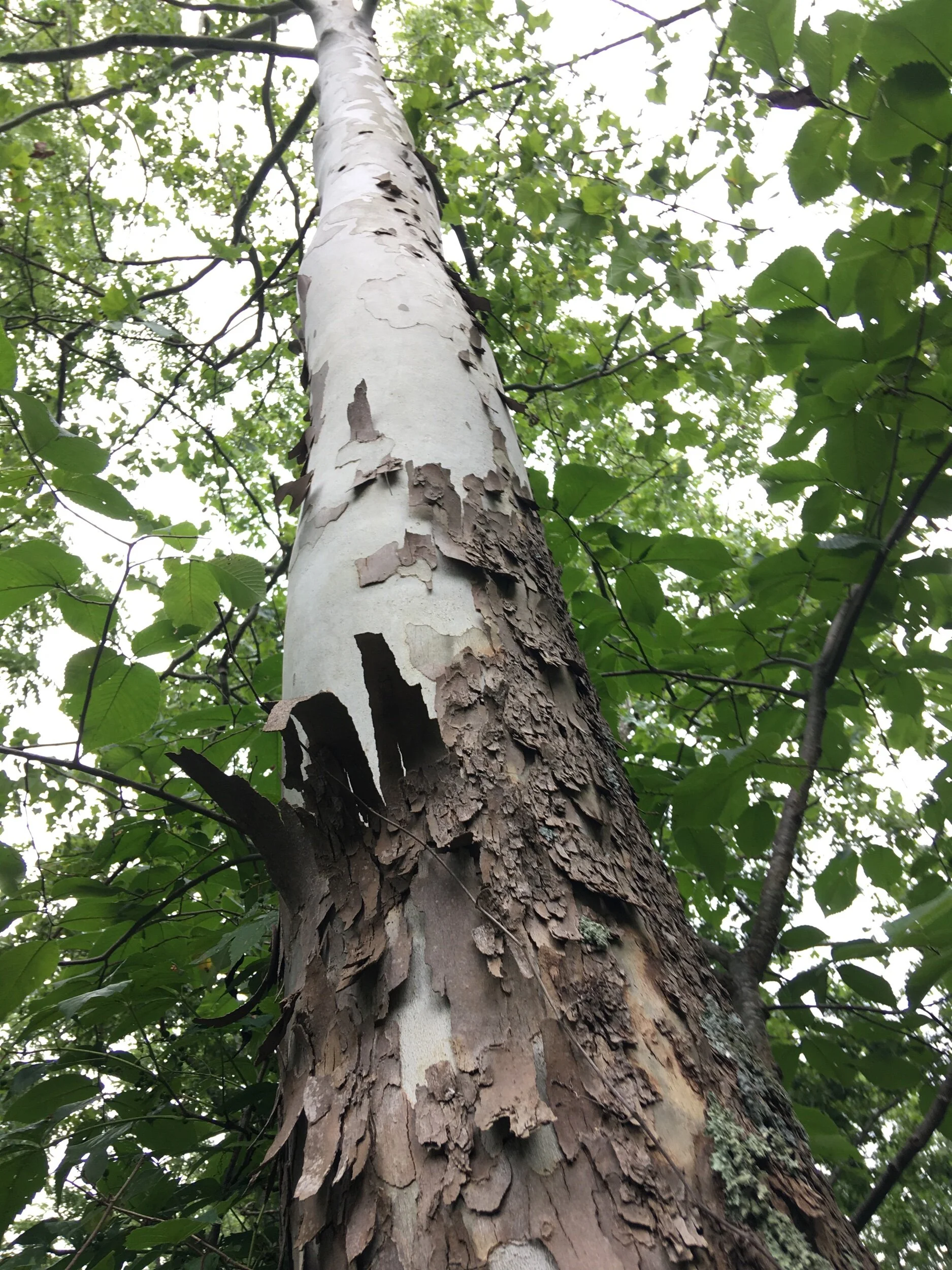 5950B137-0E03-48BC-AD13-0C234DFF7A1A