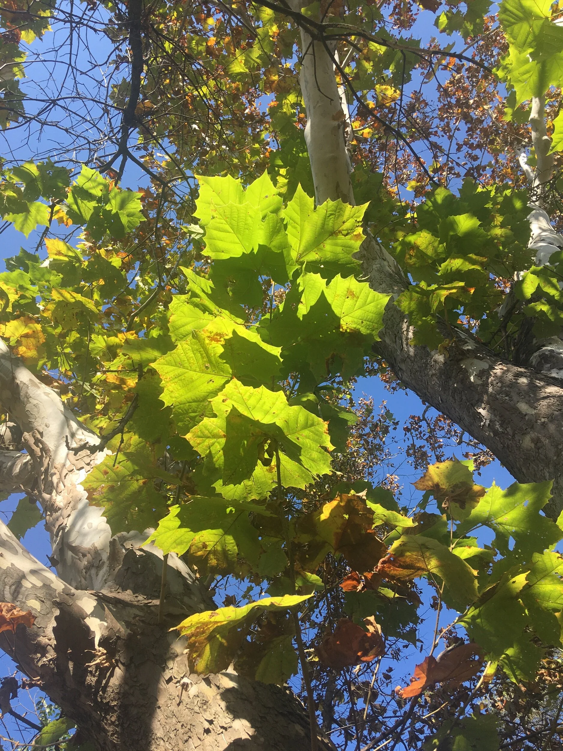 2147F3F6-C39B-401D-83A8-9A93EFC77030