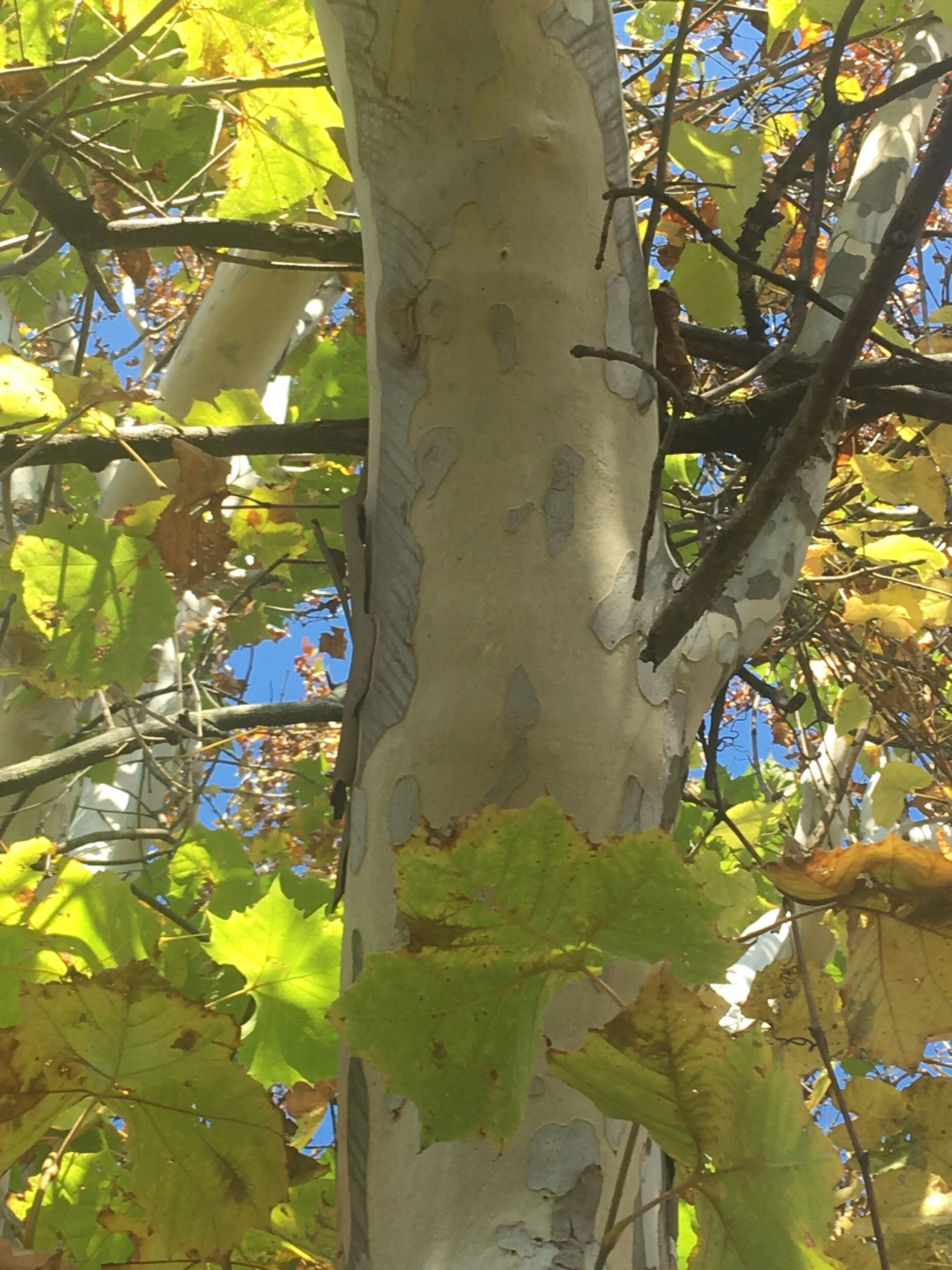 BABF0A68-5E4C-4464-99E2-41C3D328F41A