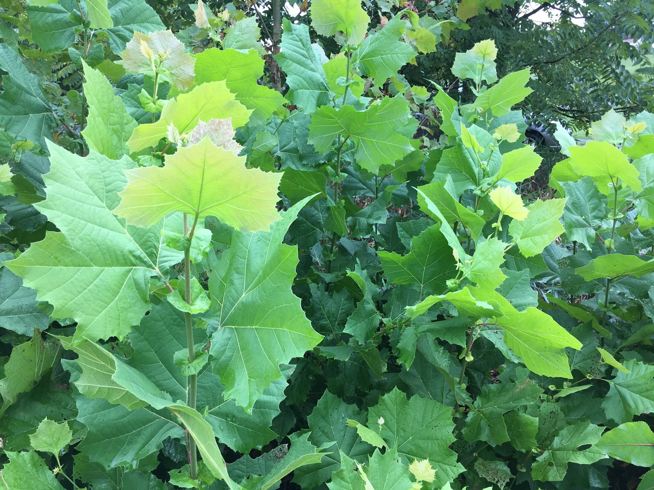 97D6C449-6CF9-410B-9CF4-AABDC1C58D6E