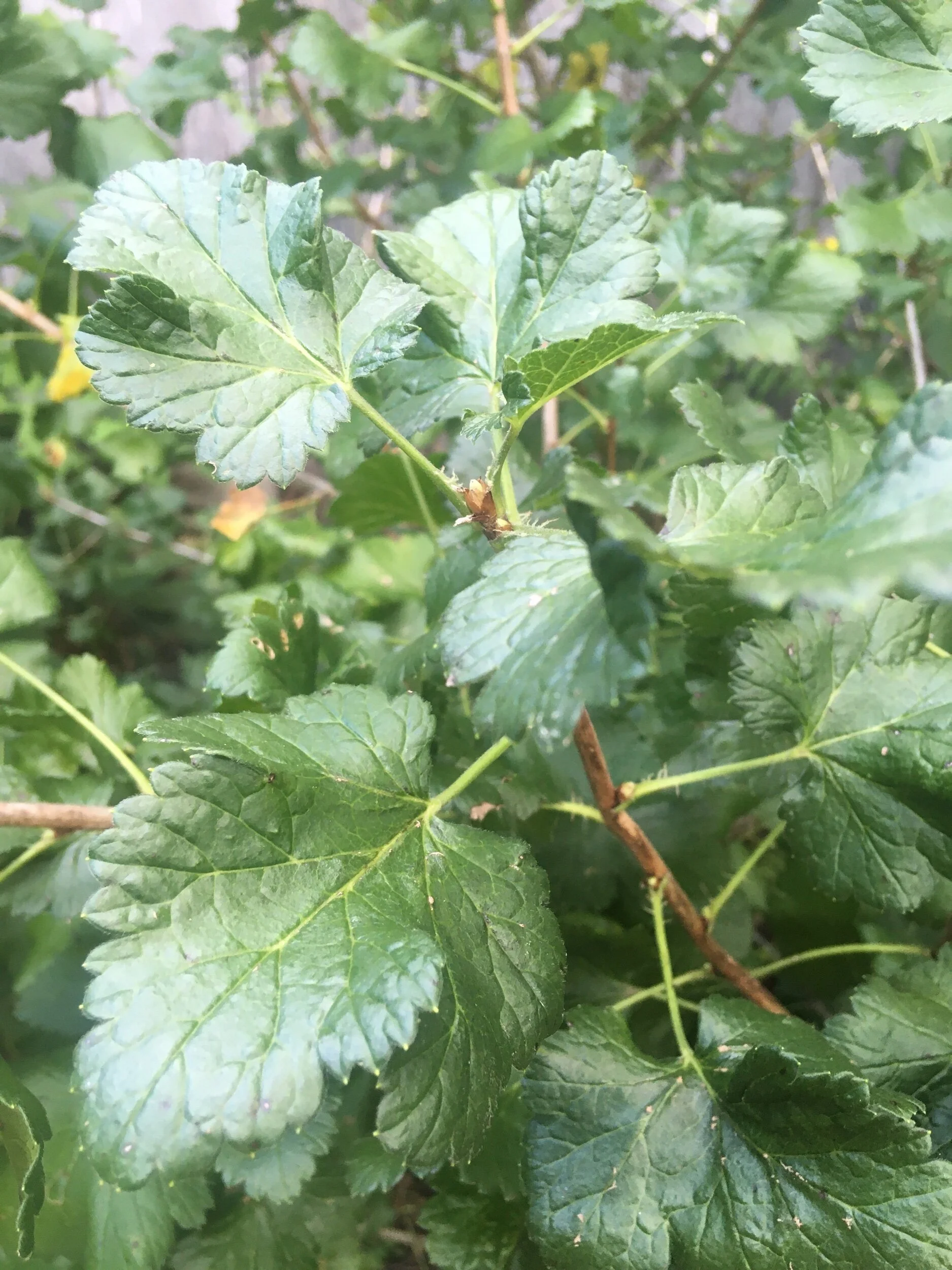 127086DD-E247-4D6E-81F3-E8A455EECE52