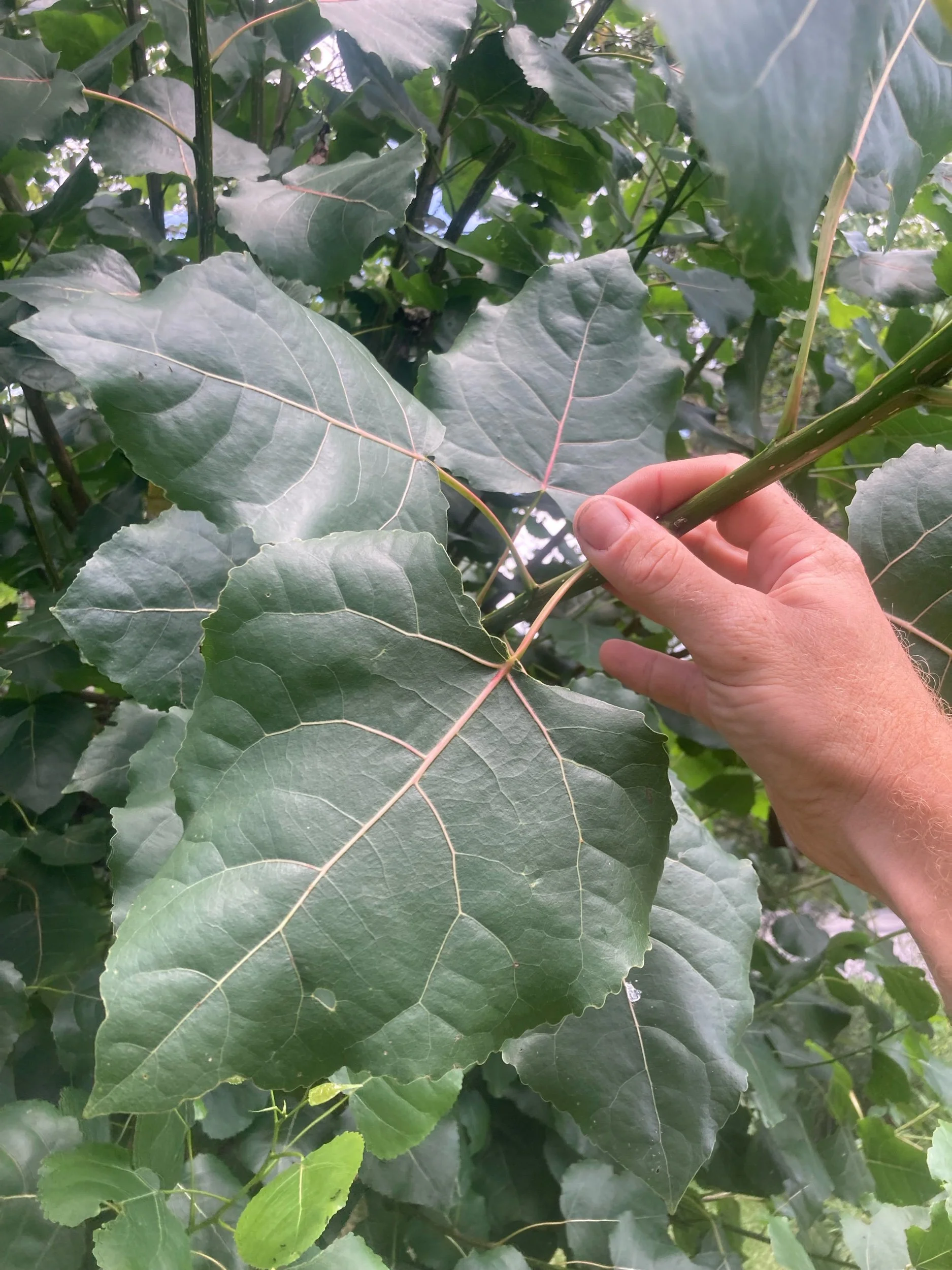 Cottonwood | Hybrid Poplar