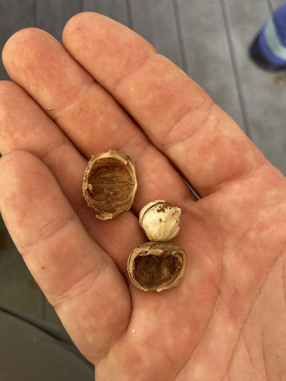 Hazelnut — Silver Run Forest Farm