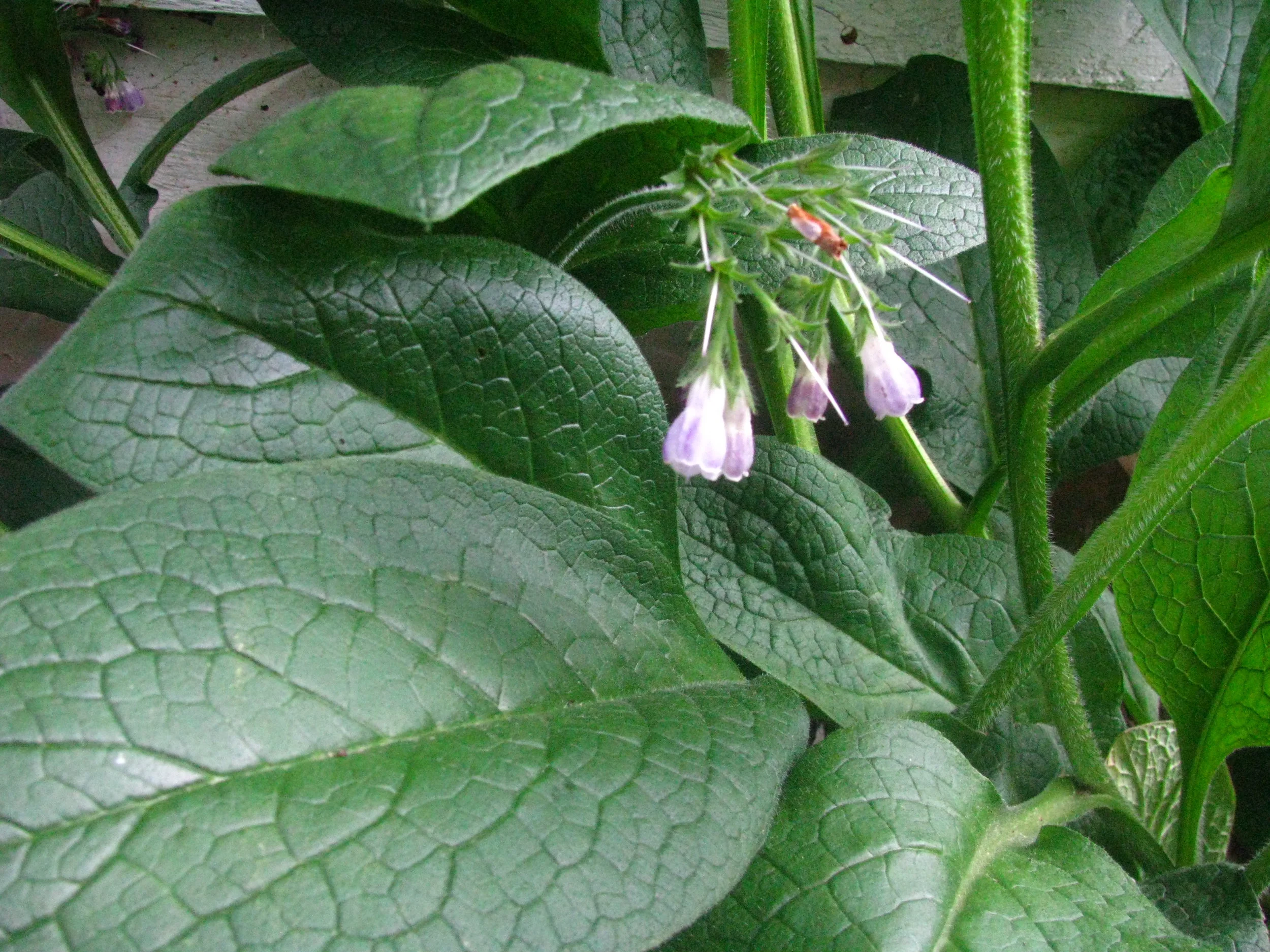 Comfrey