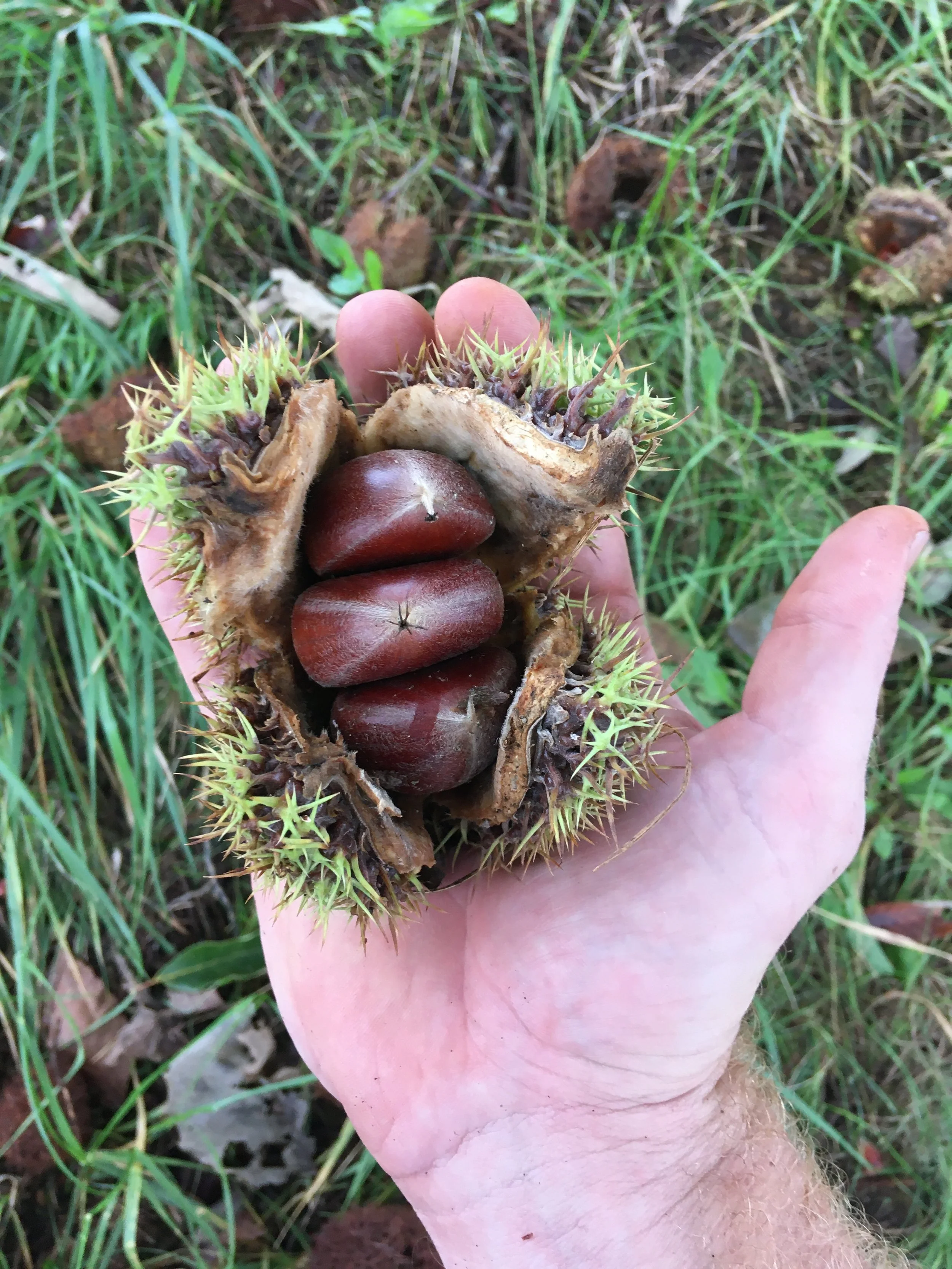 Chinese Chestnut