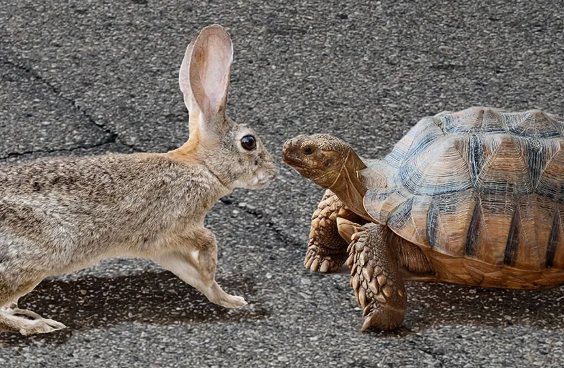 The Tortoise and the Hare, v2 