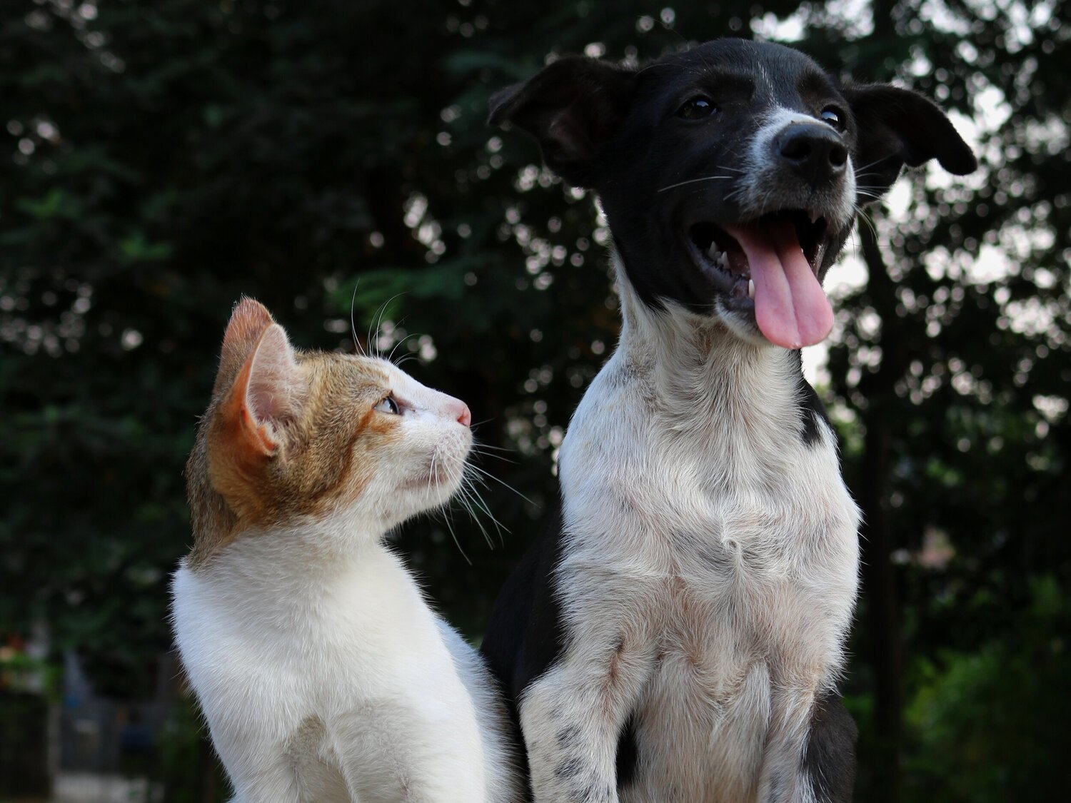 taunton animal shelter donations