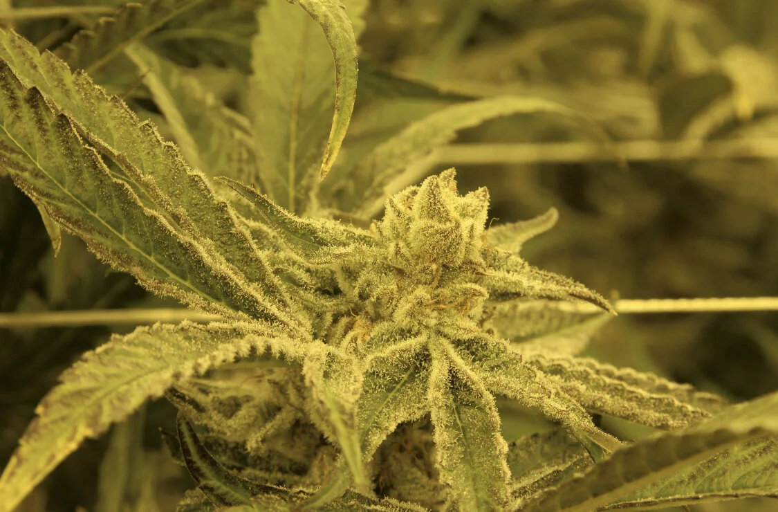 Purple Punch Cannabis Strain Overview Commonwealth