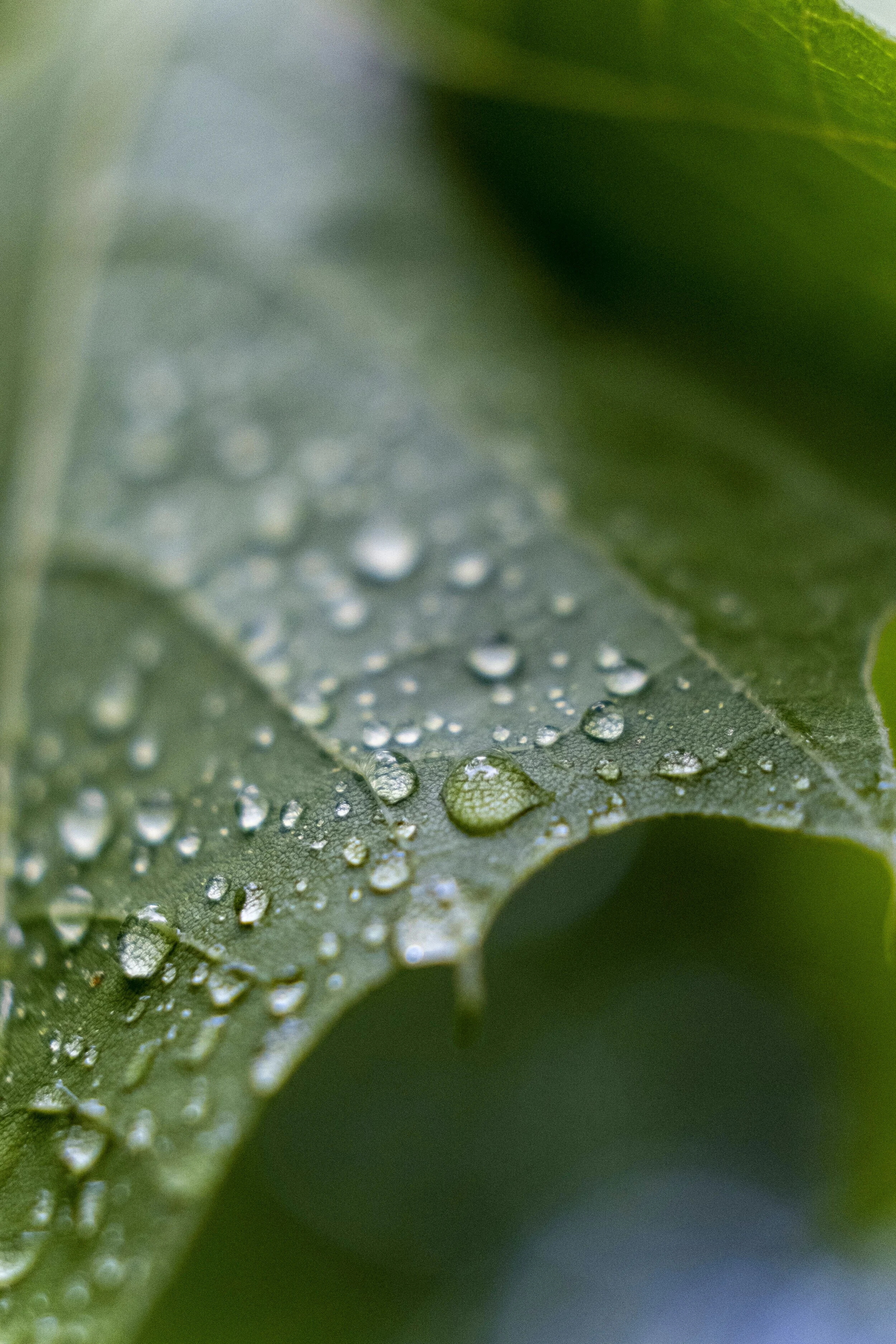 Healthy Cells: Guided Imagery for Resilient Health