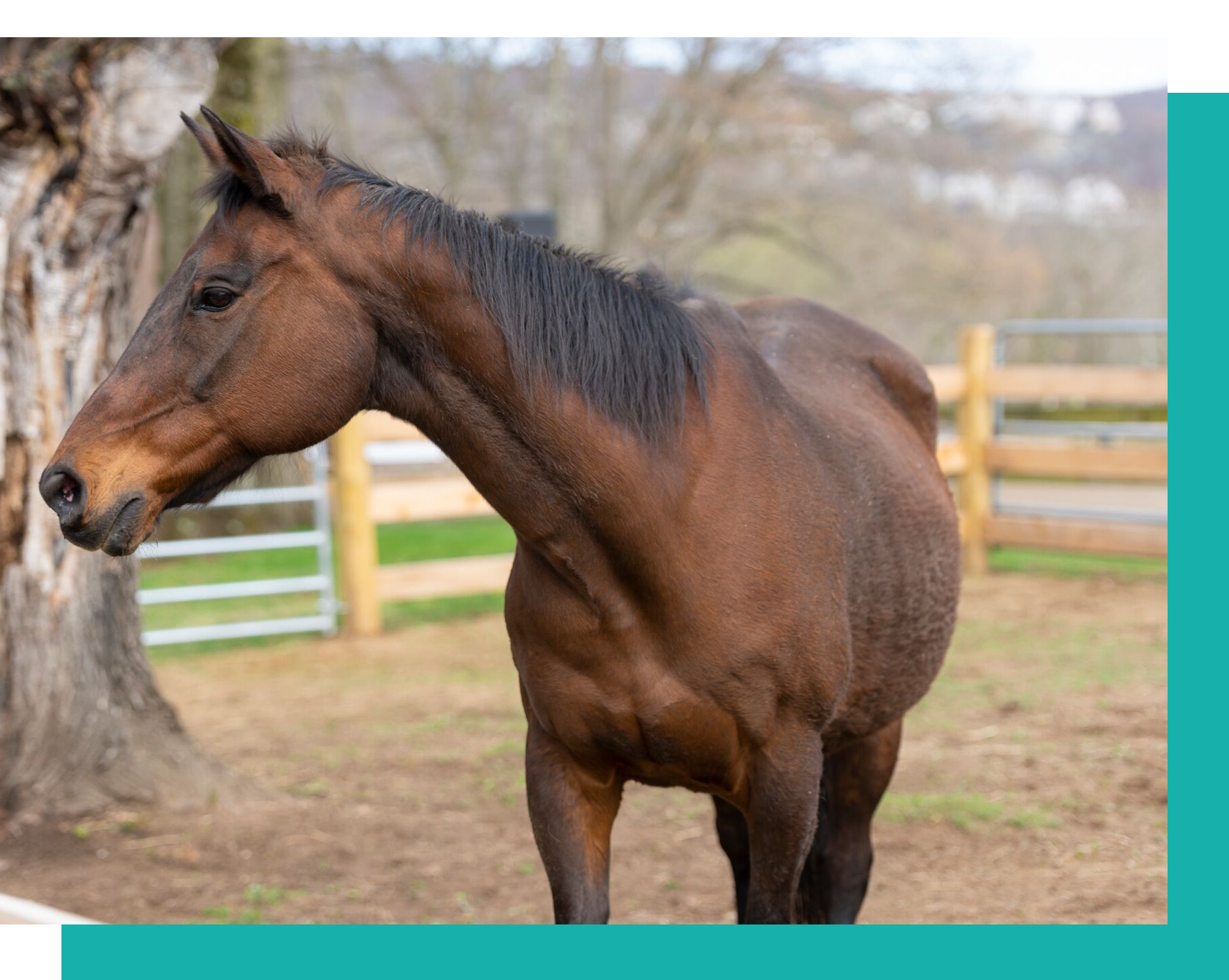 horse.png