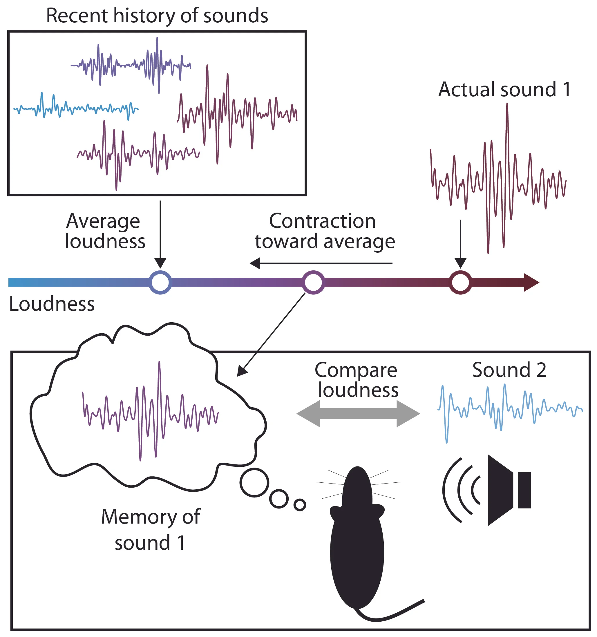 contraction_bias_illustration_simons.jpg