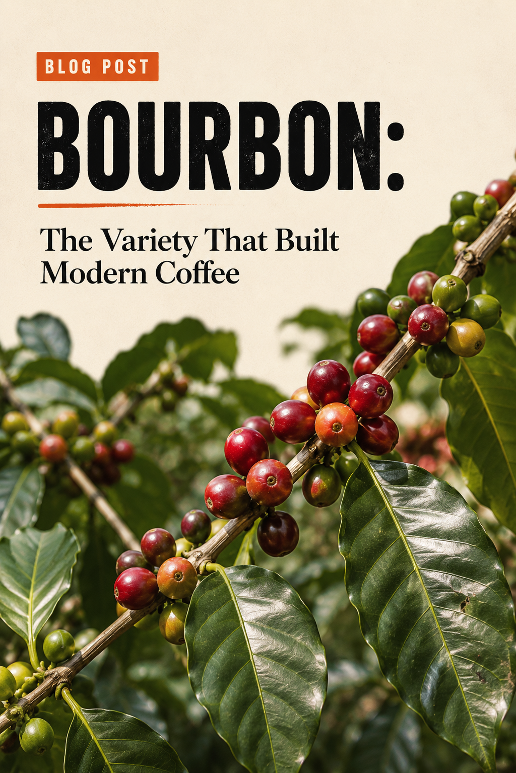 Bourbon: The Variety That Built Modern Coffee