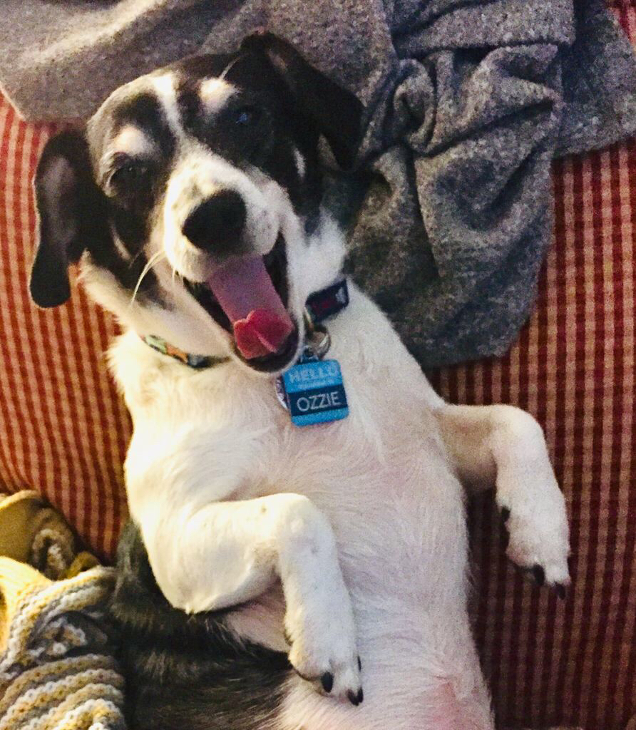 Ozzie Dog.png